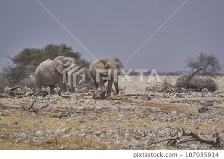 African elephant approaching a waterhole African elephant approaching a waterhole 107035914