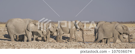 Elephant at a waterhole Elephant at a waterhole 107036074