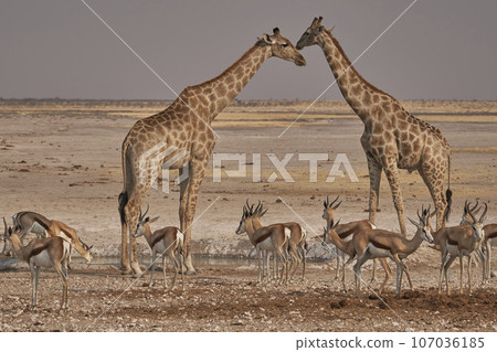 Giraffe at a waterhole Giraffe at a waterhole 107036185