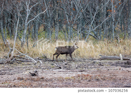 Male deer walking in the wetland 107036256