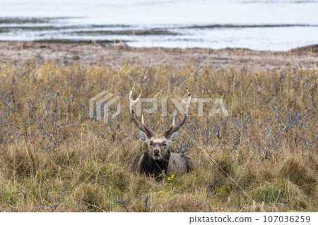 A male deer hiding in the grassland 107036259