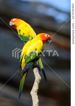 The mini parrot bird on stick tree The mini parrot bird on stick tree 107036460