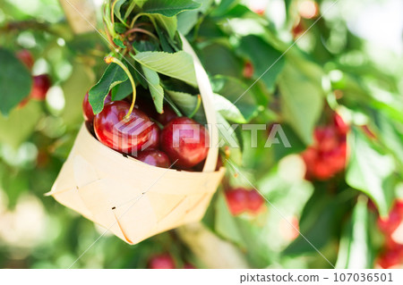 Ripe juicy cherry berry in wicker basket on tree in cherry garden Ripe juicy cherry berry in wicker basket on tree in cherry garden 107036501