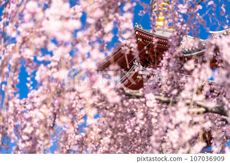 << Tokyo >> Asakusa in spring / Senso-ji Temple with weeping cherry blossoms in full bloom 107036909