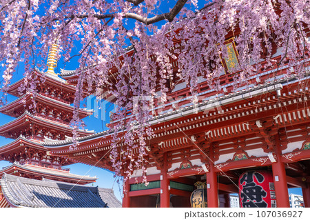 << Tokyo >> Asakusa in spring / Senso-ji Temple with weeping cherry blossoms in full bloom 107036927