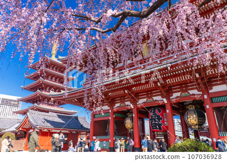 << Tokyo >> Asakusa in spring / Senso-ji Temple with weeping cherry blossoms in full bloom 107036928