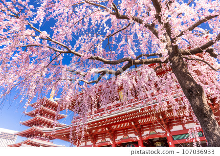 << Tokyo >> Asakusa in spring / Senso-ji Temple with weeping cherry blossoms in full bloom << Tokyo >> Asakusa in spring / Senso-ji Temple with weeping cherry blossoms in full bloom 107036933