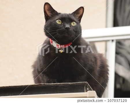 A pet black cat is guarding and observing the outside on the roof 107037120