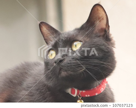 A pet black cat watching outside 107037123