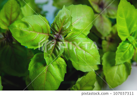 Basil leaves on top. sweet, large basil, culinary herb. A delicate plant used in cuisines and foods around the world Basil leaves on top. sweet, large basil, culinary herb. A delicate plant used in cuisines and foods around the world 107037311