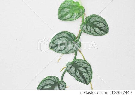 Satin Pothos, Silk Pothos or Silver hilodendron or Scindapsus pictus Hassk or Argyreus or Araceae Satin Pothos, Silk Pothos or Silver hilodendron or Scindapsus pictus Hassk or Argyreus or Araceae 107037449