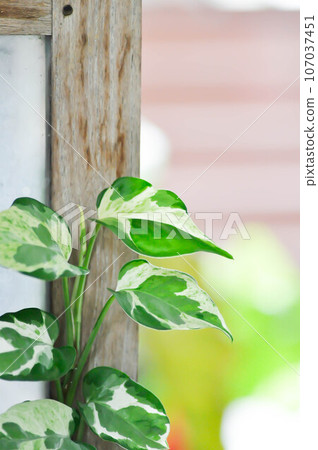 Epipremnum aureum ,Linden and Andre or ARACEAE or bicolor leaf Epipremnum aureum ,Linden and Andre or ARACEAE or bicolor leaf 107037451