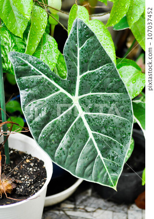 alocasia black, alocasia black satun or Araceae plant and dew drop 107037452