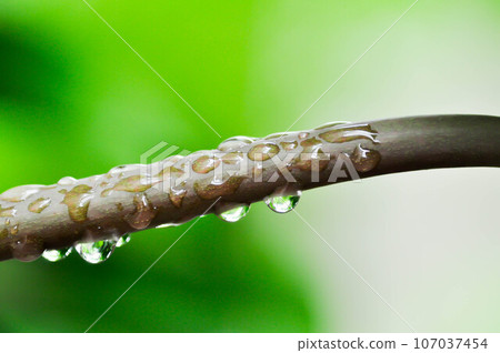 papaya tree, Carica papaya L or Papaya or Melan Tree or Paw Paw or CARICACEAE and rain drop papaya tree, Carica papaya L or Papaya or Melan Tree or Paw Paw or CARICACEAE and rain drop 107037454