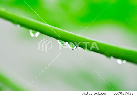 papaya tree, Carica papaya L or Papaya or Melan Tree or Paw Paw or CARICACEAE and rain drop papaya tree, Carica papaya L or Papaya or Melan Tree or Paw Paw or CARICACEAE and rain drop 107037455