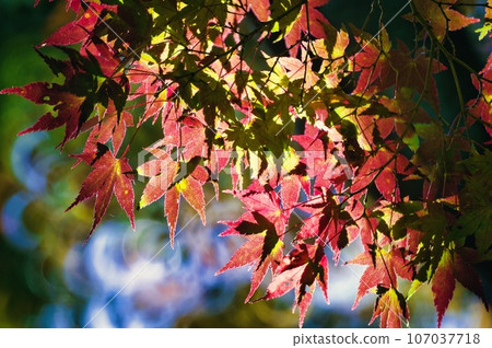 Glittering maple leaves with autumn leaves 107037718