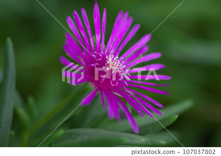 Cold-resistant pine daisy that blooms in late summer 107037802