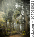 Forest haze in the fog 107038021