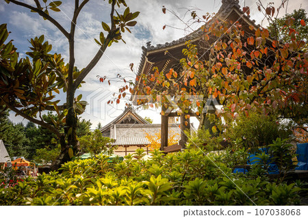 Autumn in Kyoto, the precincts of Hyakumanben Chion-ji Temple during the used book festival, the bell tower and autumn leaves of the cherry blossoms, and the autumn western sun Autumn in Kyoto, the precincts of Hyakumanben Chion-ji Temple during the used book festival, the bell tower and autumn leaves of the cherry blossoms, and the autumn western sun 107038068