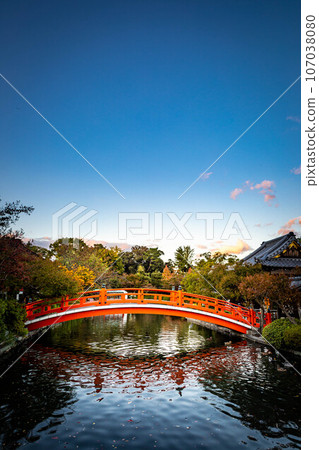 Autumn at Shinsen-en Garden, the vermilion-lacquered Hosei Bridge reflected in the Hosei Pond, autumn sunset scenery 107038080