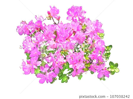 Kyushu Azalea 107038242