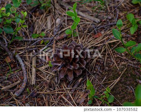 Dry needles, green leaves, cones, green moss on summer forest floor Dry needles, green leaves, cones, green moss on summer forest floor 107038582