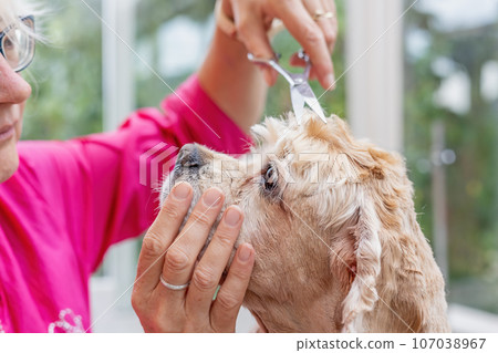 American Cocker Spaniel is being cut . American Cocker Spaniel is being cut . 107038967