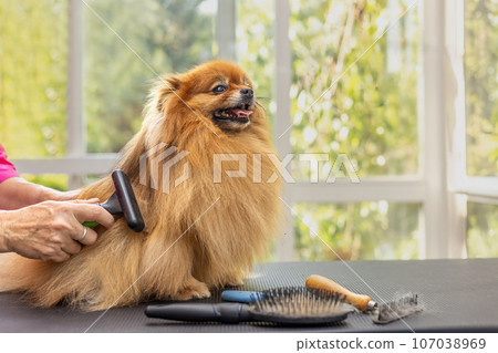Side view of combed smiling Pomeranian dog Side view of combed smiling Pomeranian dog 107038969