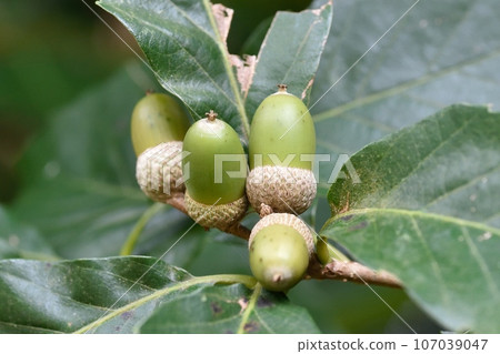 Fruit of Quercus serrata 107039047