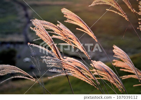 Japanese pampas grass, one of the seven autumn herbs Japanese pampas grass, one of the seven autumn herbs 107039112
