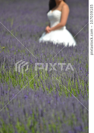 Lavender field Lavender field 107039185