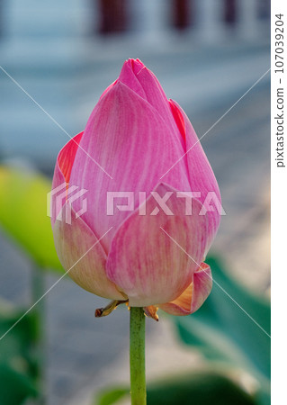 A pink lotus flower bud, closed and unbloomed. The light pink petals have darker stripes. Taken during the day, the photo captures the natural light. A pink lotus flower bud, closed and unbloomed. The light pink petals have darker stripes. Taken during the day, the photo captures the natural light. 107039204