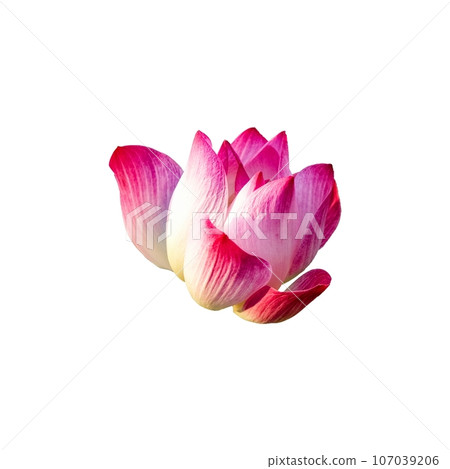 Close-up of a fully bloomed pink lotus. The soft pink petals with a white undertone bring a sense of tranquility to the image. Isolated. Close-up of a fully bloomed pink lotus. The soft pink petals with a white undertone bring a sense of tranquility to the image. Isolated. 107039206