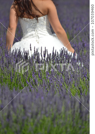 Lavender field Lavender field 107039460