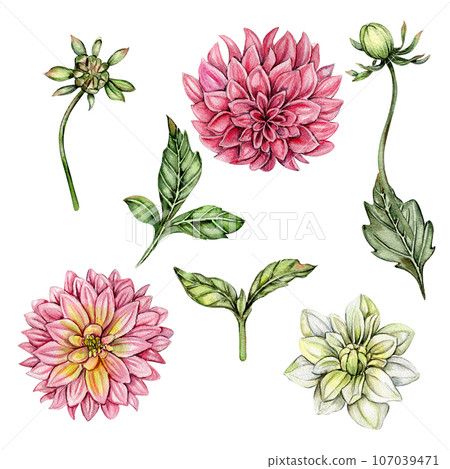Dahlia, watercolor flower set. Hand drawn illustration. Summer garden. Design for baby shower party, birthday, cake, holiday celebration design, greetings card,invitation. Dahlia, watercolor flower set. Hand drawn illustration. Summer garden. Design for baby shower party, birthday, cake, holiday celebration design, greetings card,invitation. 107039471
