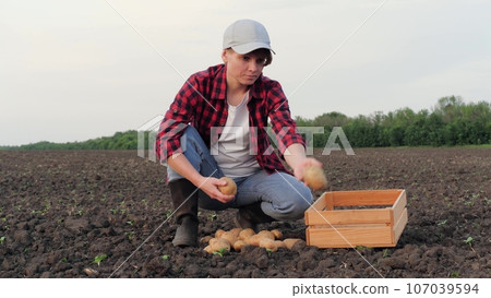 farmer field collects box potatoes, agriculture, potato entrepreneur, field farming business, business local smooth farm harvesting field farmer vegetarianism freshly biology man crop market 107039594
