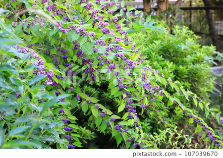 沿著水邊伸展枝條的小紫果 107039670