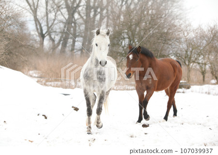 Two nice horses in winter 107039937