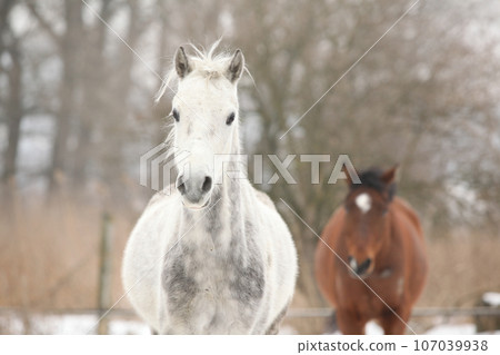 Two nice horses in winter 107039938