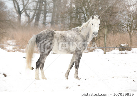 Beautiful pony looking at you in winter 107039939
