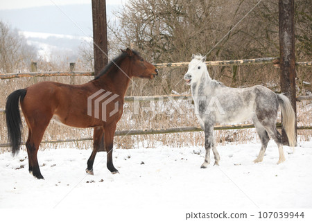 Two horses playing together in winter 107039944