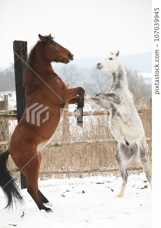 Two horses playing together in winter 107039945