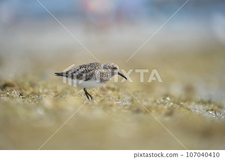Black-Bellied Plover wild sea birdlooking for food on seaside in summer 107040410