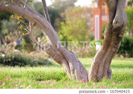 Big tree growing in green lash grass. Agriculture and gardening Big tree growing in green lash grass. Agriculture and gardening 107040425