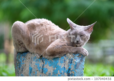 Big gray angry looking Sphinx breed stray cat resting on steet outdoors in summer 107040438
