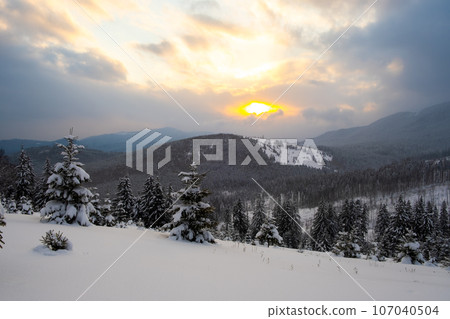 Amazing winter landscape with pine trees of snow covered forest in cold mountains at sunrise. 107040504
