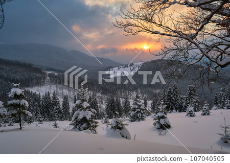 Amazing winter landscape with pine trees of snow covered forest in cold mountains at sunrise. 107040505