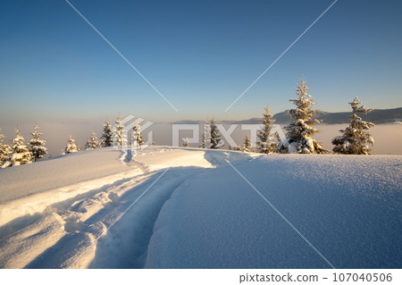 Amazing winter landscape with pine trees of snow covered forest in cold foggy mountains at sunrise. Amazing winter landscape with pine trees of snow covered forest in cold foggy mountains at sunrise. 107040506