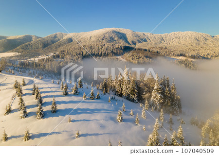 Amazing winter landscape with pine trees of snow covered forest in cold foggy mountains at sunrise. 107040509