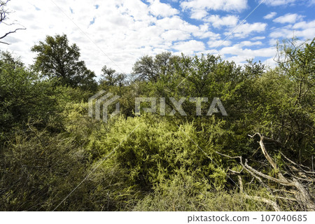 Calden forest landscape, La Pampa province, Patagonia, Argentina. 107040685